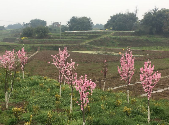 花木基地建設(shè) 花木基地建設(shè)