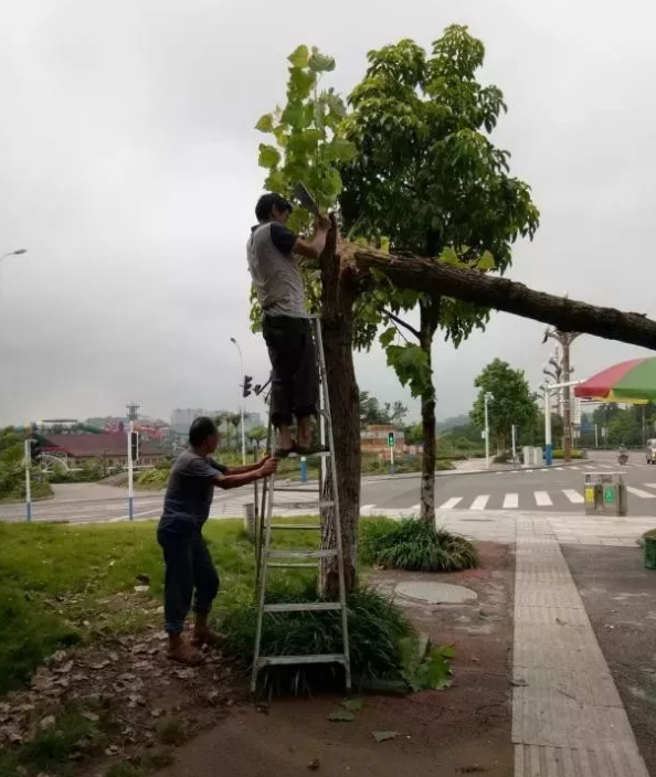 瀘州園林工程 瀘州園林工程